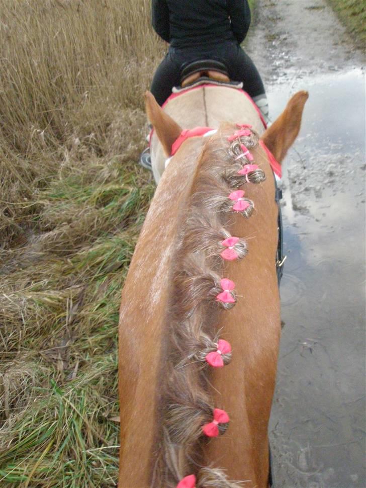 Liv & jeg på tur i Kongelundsskoven billede 7