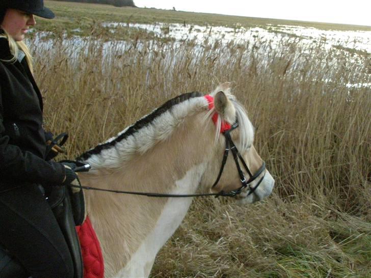 Liv & jeg på tur i Kongelundsskoven billede 8