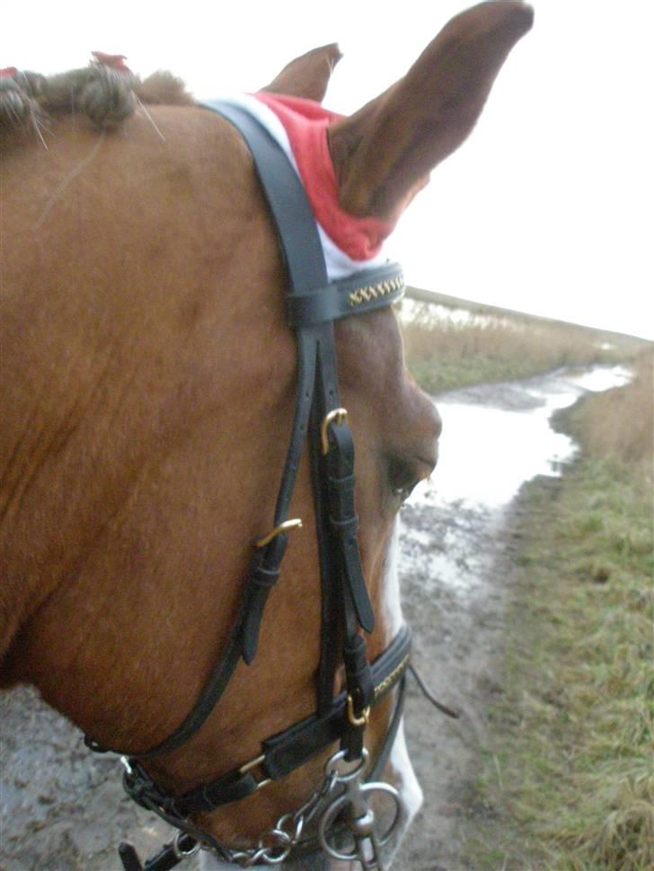 Liv & jeg på tur i Kongelundsskoven billede 9