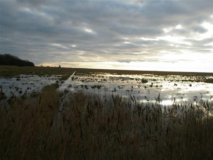 Liv & jeg på tur i Kongelundsskoven billede 10