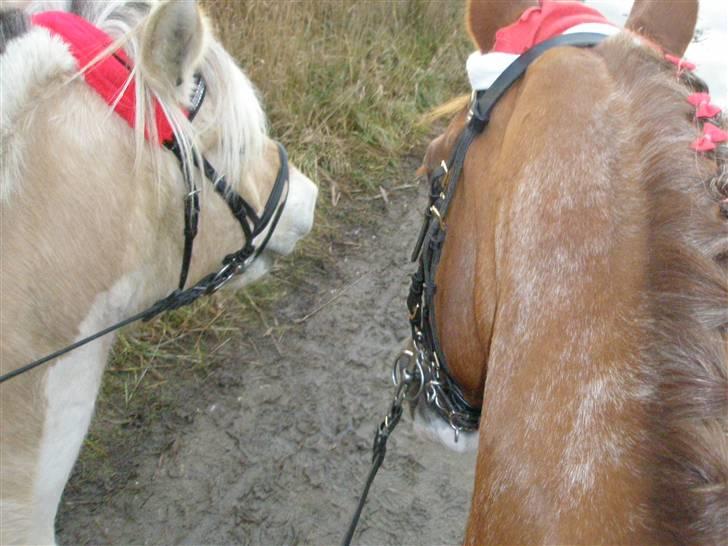 Liv & jeg på tur i Kongelundsskoven billede 11