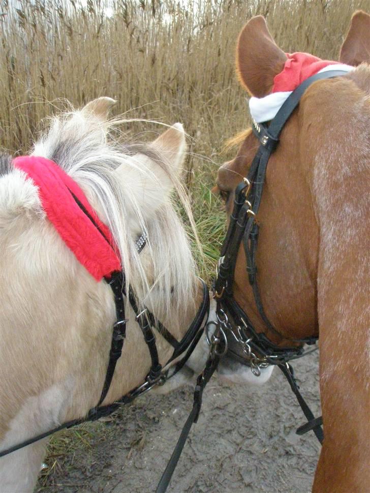 Liv & jeg på tur i Kongelundsskoven billede 12