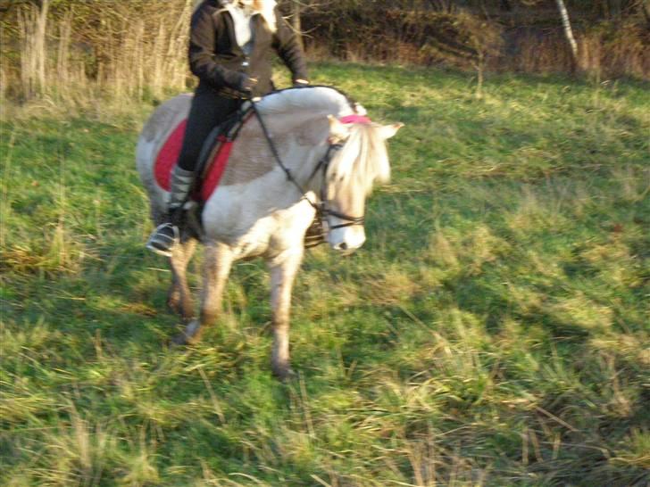 Liv & jeg på tur i Kongelundsskoven billede 20