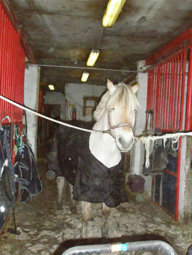 Liv & jeg på tur i Kongelundsskoven billede 29