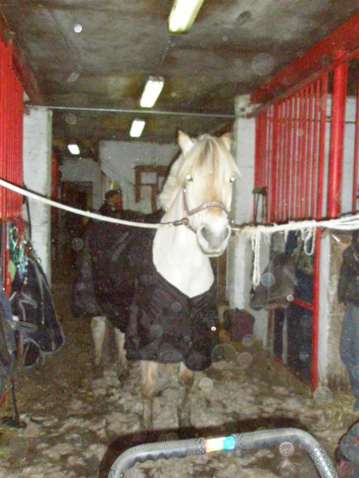 Liv & jeg på tur i Kongelundsskoven billede 30