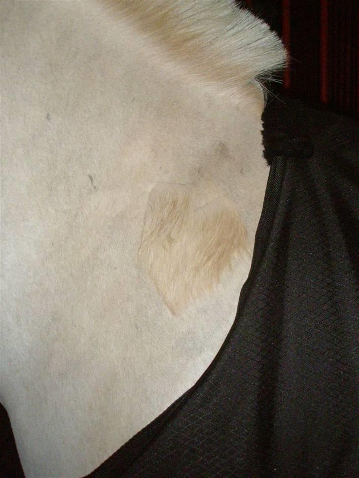 Liv & jeg på tur i Kongelundsskoven billede 31