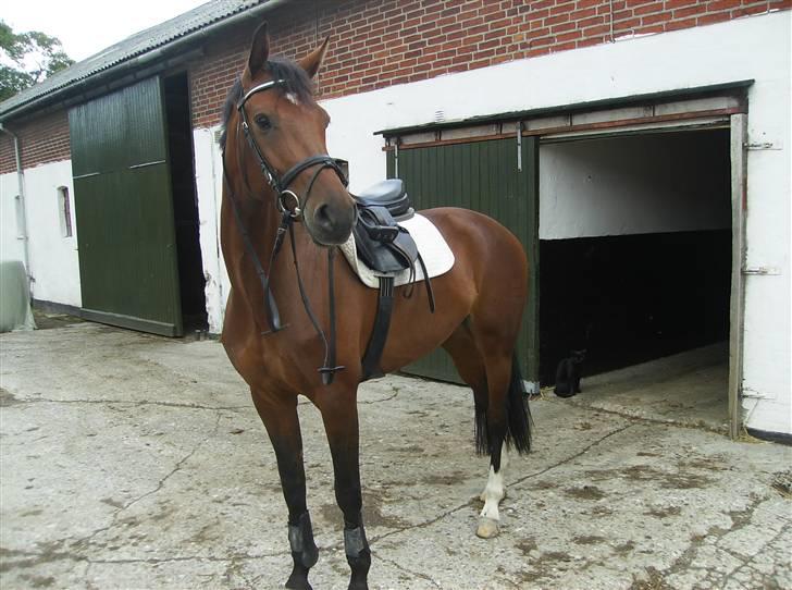 Optimal,toftehøjs cre'diva,romolus og lucky star billede 25