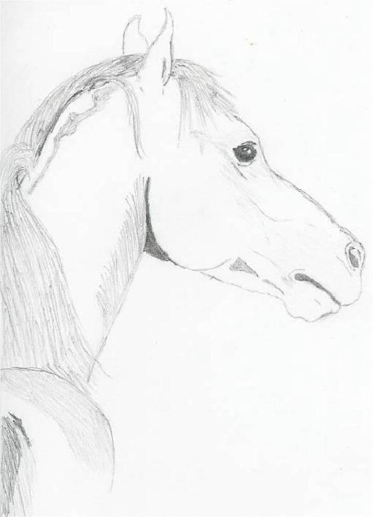 Ældre tegninger (heste) - Fuldblods araber hingsten Abu Beká. billede 1