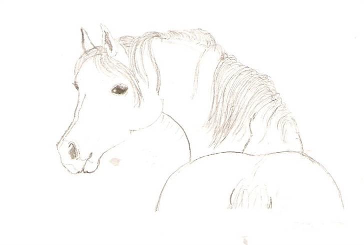 Ældre tegninger (heste) - Fuldblods araber hoppen Cæur Lune. billede 2