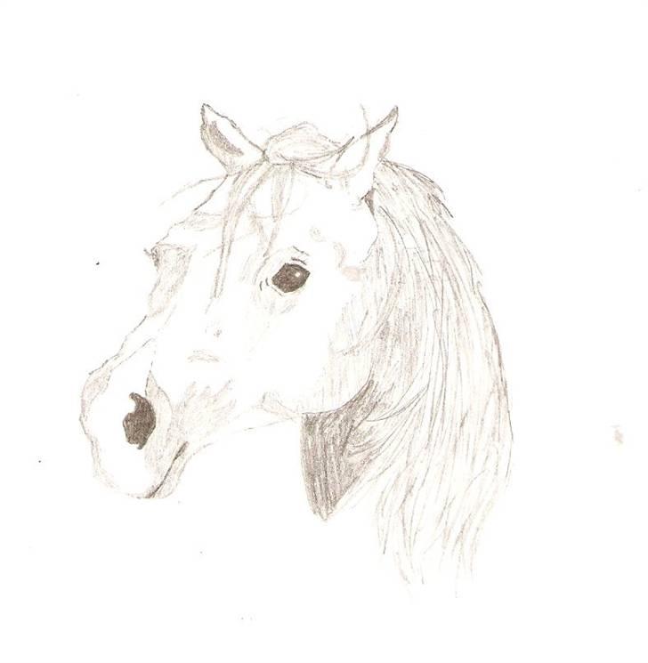 Ældre tegninger (heste) - Fuldblods araber hingsten Furiant. billede 3