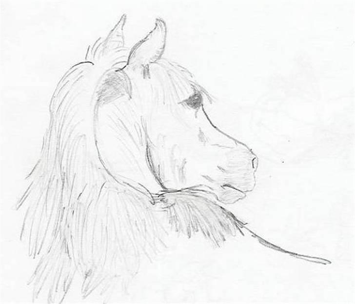 Ældre tegninger (heste) - Duldblods araber hoppen El Gonda. billede 4