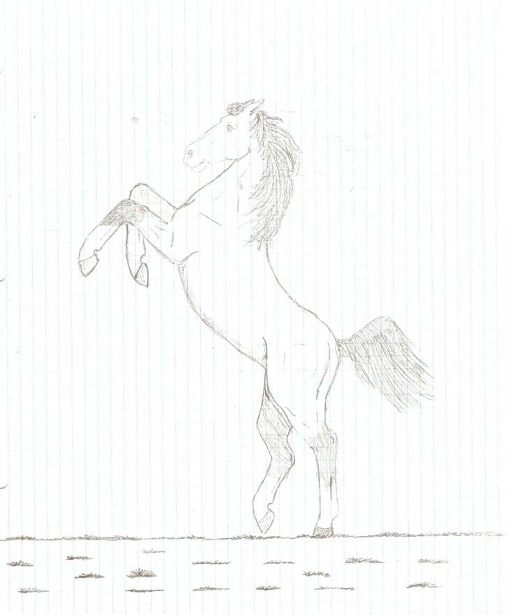 Ældre tegninger (heste) - Andalusier hingst - tegnet i en "heste time";) Min underviser kunne lide den, så jeg fik lov at tegne den færdigt, mens han underviste:D billede 5