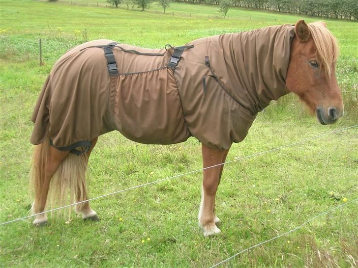 Andre heste, INFO SAVNES - Navn: Ganti
Race: Islænder
Sted jeg red den: Himmelbjergegnens natur og idrætsefterskole
Årstal: 2005 billede 1