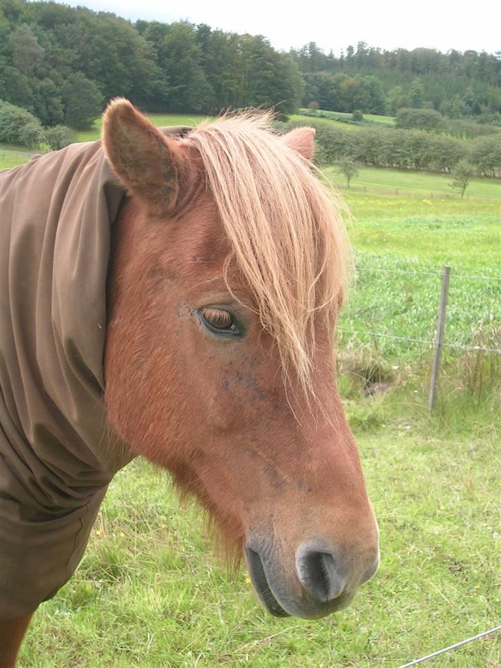 Andre heste, INFO SAVNES - Navn: Ganti
Race: Islænder
Sted jeg red den: Himmelbjergegnens natur og idrætsefterskole
Årstal: 2005 billede 2