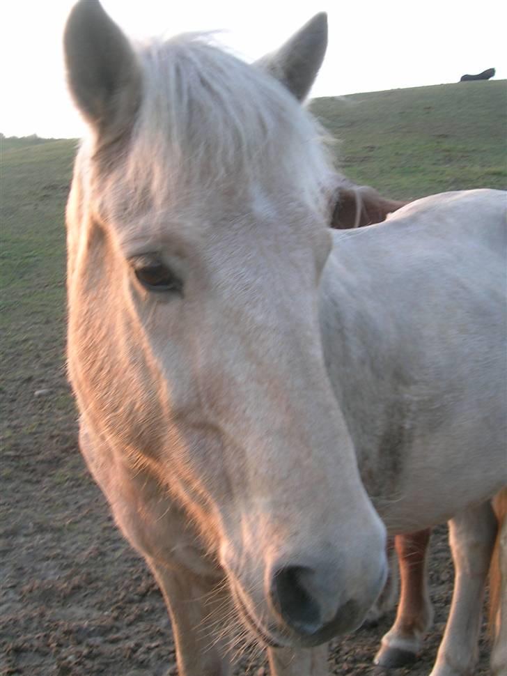 Andre heste, INFO SAVNES - Navn: Feykir
Race: Islænder
Sted jeg red den: Himmelbjergegnens natur og idrætsefterskole
Årstal: 2005/2006 billede 4