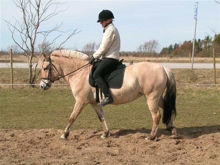 Andre heste, INFO SAVNES - Navn: Mille
Race: Fjordhest
Sted jeg red den: Da jeg var ude og kigge på den, kunne viiiiildt godt tænke mig at vide hvor den endte henne. Det var en skøn hest. Så på den i Ålborg
Årstal: 2005 billede 5