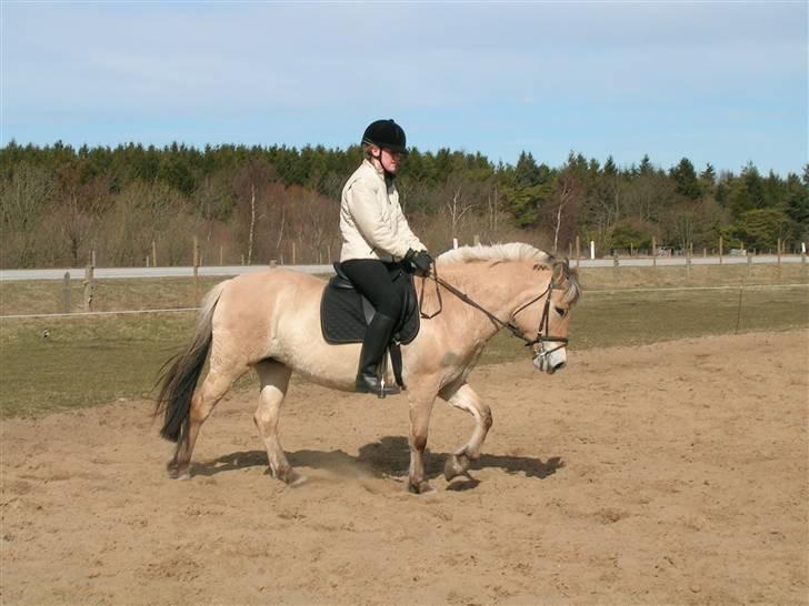 Andre heste, INFO SAVNES - Navn: Mille
Race: Fjordhest
Sted jeg red den: Da jeg var ude og kigge på den, kunne viiiiildt godt tænke mig at vide hvor den endte henne. Det var en skøn hest. Så på den i Ålborg
Årstal: 2005 billede 6