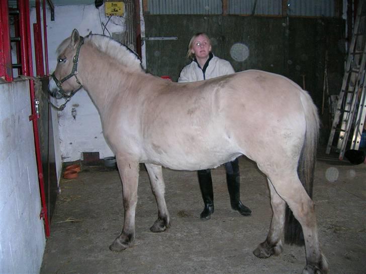 Andre heste, INFO SAVNES - Navn: Mille
Race: Fjordhest
Sted jeg red den: Da jeg var ude og kigge på den, kunne viiiiildt godt tænke mig at vide hvor den endte henne. Det var en skøn hest. Så på den i Ålborg
Årstal: 2005 billede 7
