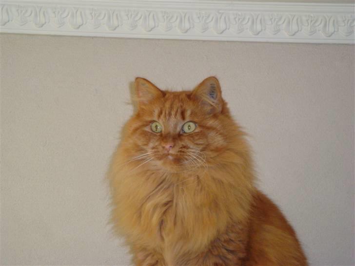 Verdens smukkeste kat? :O KIG HER! billede 1