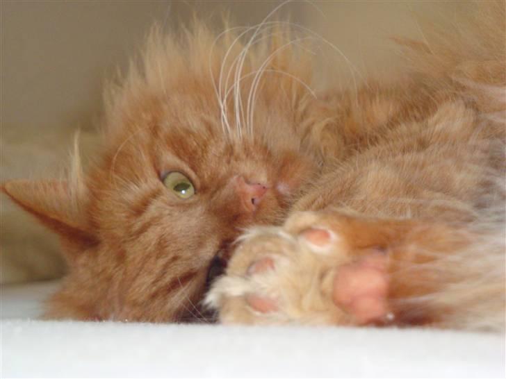 Verdens smukkeste kat? :O KIG HER! billede 2