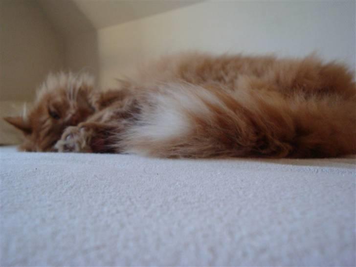 Verdens smukkeste kat? :O KIG HER! billede 3