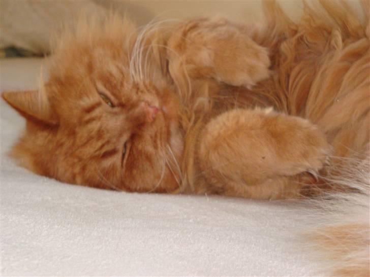 Verdens smukkeste kat? :O KIG HER! billede 4