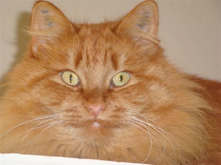 Verdens smukkeste kat? :O KIG HER! billede 5