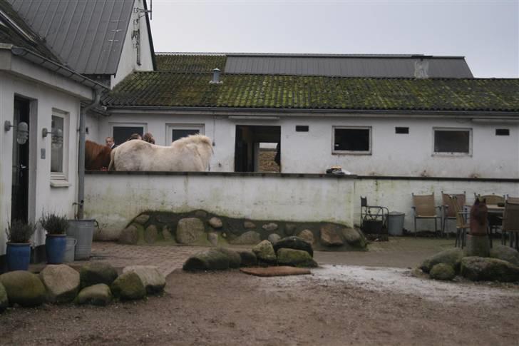Nordjysk ridecenter & dens flotte Skov :P - Broen som v kalder den:D der hvor v i sadler op :P billede 5