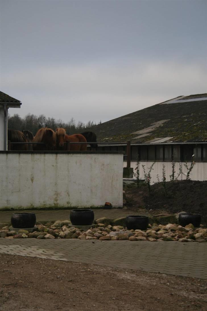 Nordjysk ridecenter & dens flotte Skov :P - Lidt af rideskole hestene:D billede 6