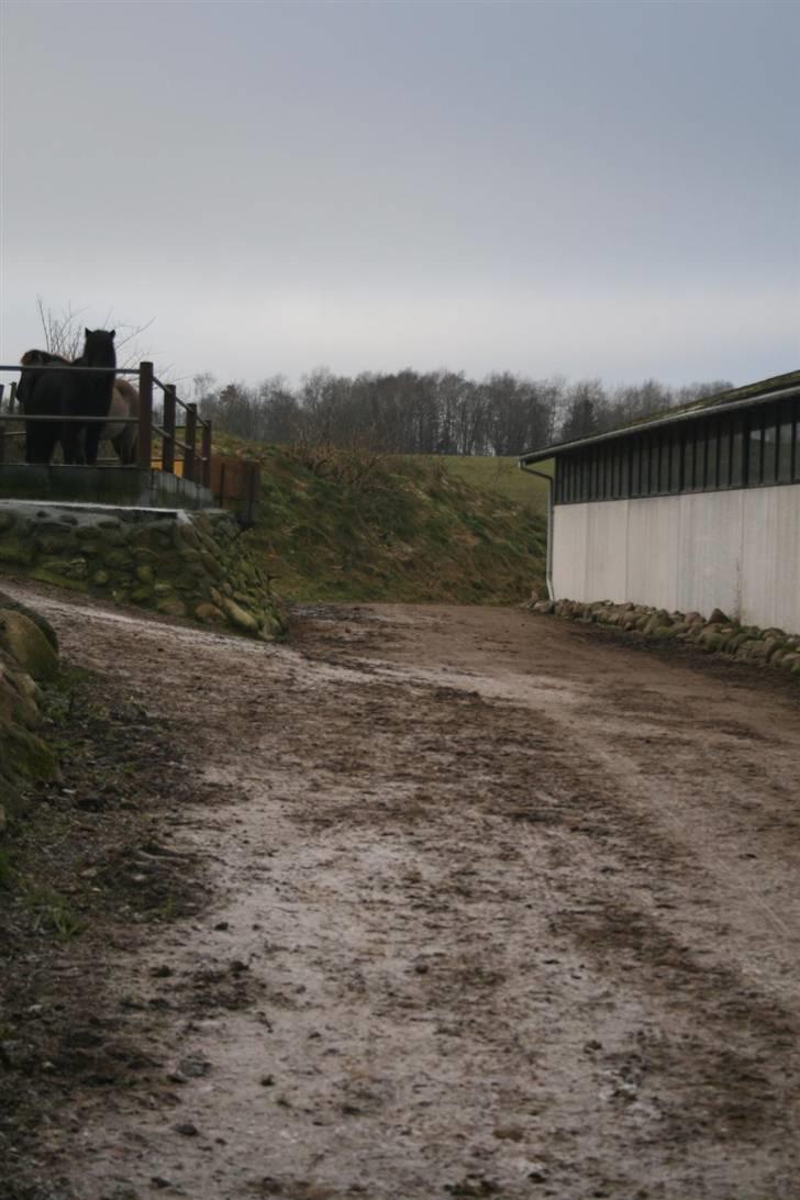 Nordjysk ridecenter & dens flotte Skov :P - Vejen ned til stalden hvor raudrekki står :D billede 10
