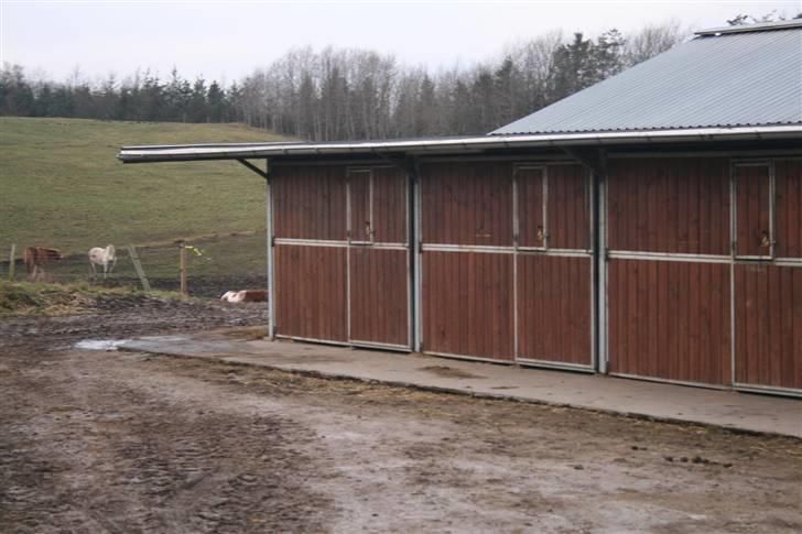 Nordjysk ridecenter & dens flotte Skov :P - Så er vi nede ved den stald raudrekki står da han står på boks (:
her er uden dørs boksene ;P de bliver lige PT ikke brugt (: billede 16