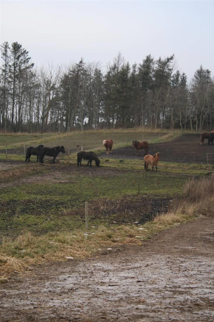 Nordjysk ridecenter & dens flotte Skov :P - Udsigt over foldene hvor "boks hestene" står :D billede 18