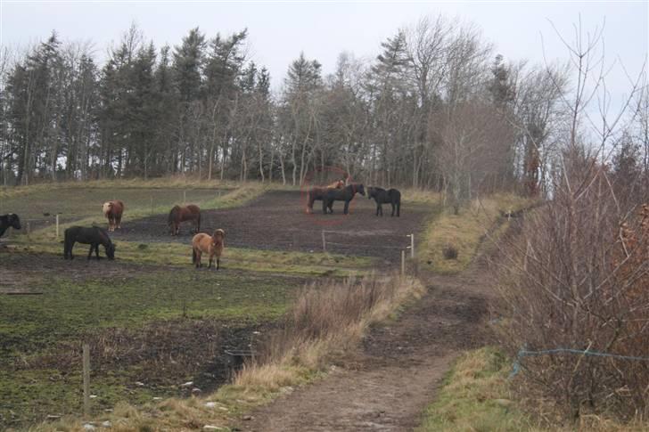 Nordjysk ridecenter & dens flotte Skov :P - Igen :P det er raudrekki med den røde ring om sig :P haha billede 19