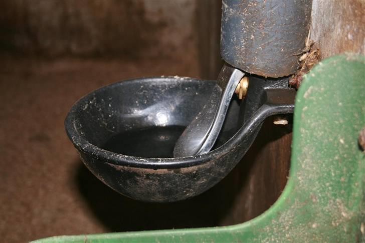 Nordjysk ridecenter & dens flotte Skov :P - Raudrekkis vandkop billede 21