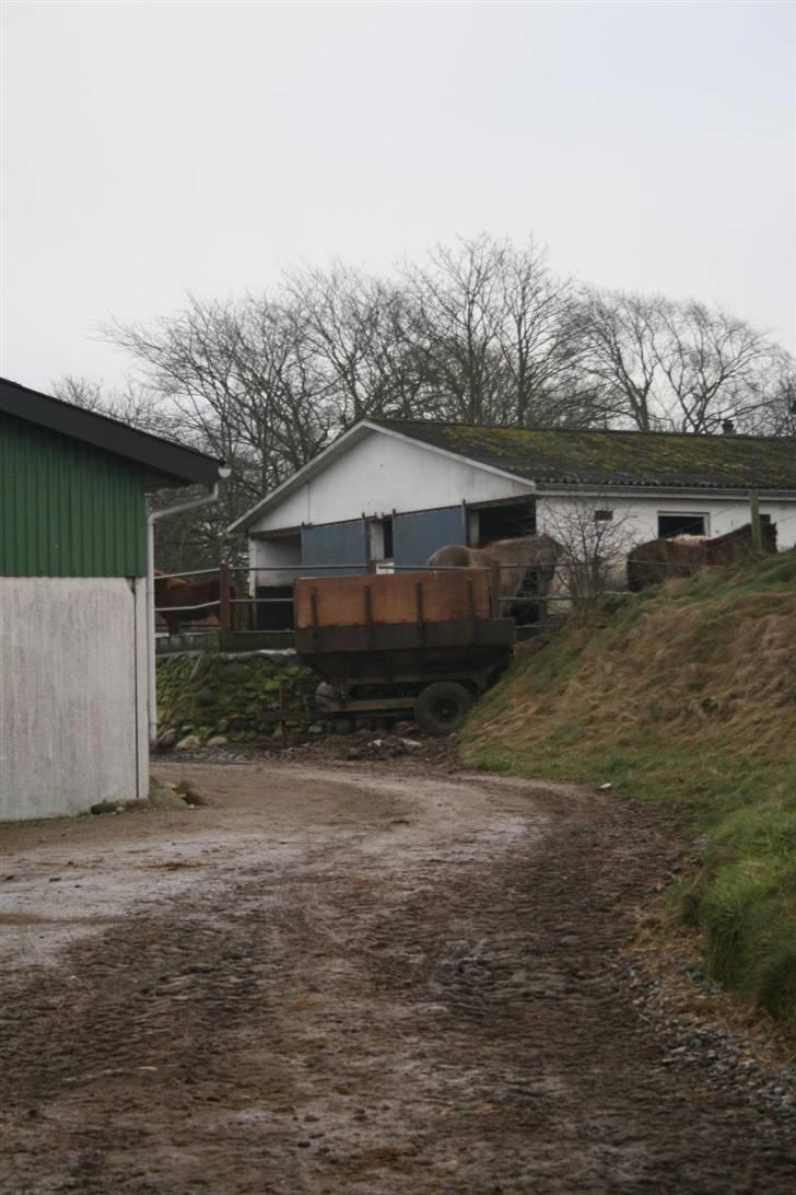 Nordjysk ridecenter & dens flotte Skov :P - Lidt af ridehuset og så rideskole hestenes stald:D billede 27