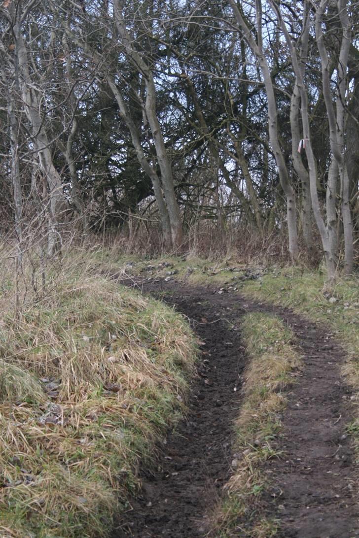 Nordjysk ridecenter & dens flotte Skov :P - En sti på vej i i skoven billede 28