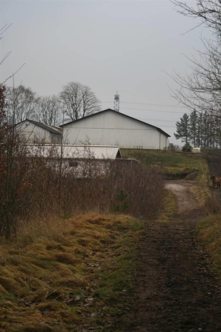 Nordjysk ridecenter & dens flotte Skov :P - Laden hvor høet, hlamen og alt det står :D billede 29