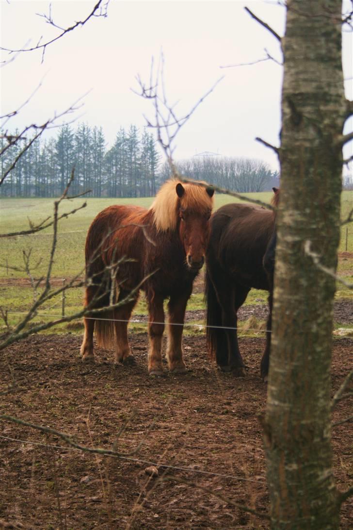Nordjysk ridecenter & dens flotte Skov :P - Raudrekki :P billede 30