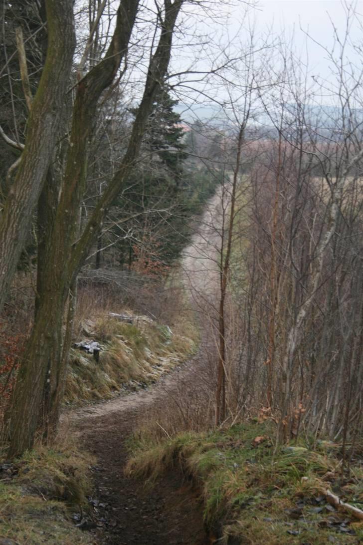 Nordjysk ridecenter & dens flotte Skov :P - Udsigtig over endnu en sti/grusvej ting :P haha billede 31