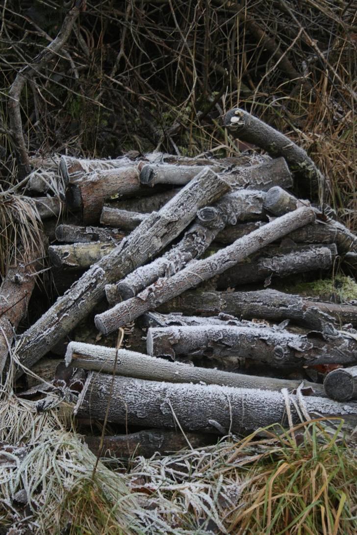 Nordjysk ridecenter & dens flotte Skov :P billede 32