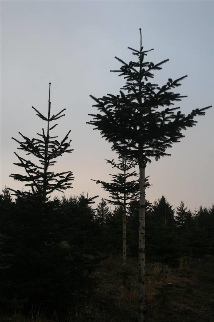 Nordjysk ridecenter & dens flotte Skov :P - Næste års juletræ :P haha :D billede 34