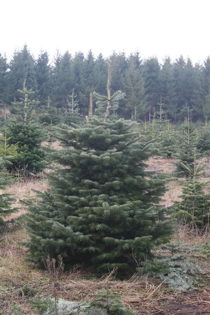 Nordjysk ridecenter & dens flotte Skov :P - Eller dette:D billede 35