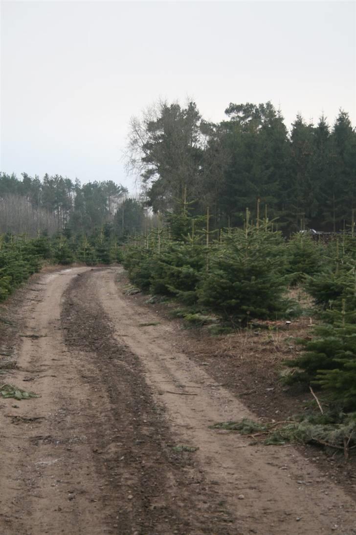 Nordjysk ridecenter & dens flotte Skov :P - Endnu en sti/grusvej ting:P billede 38