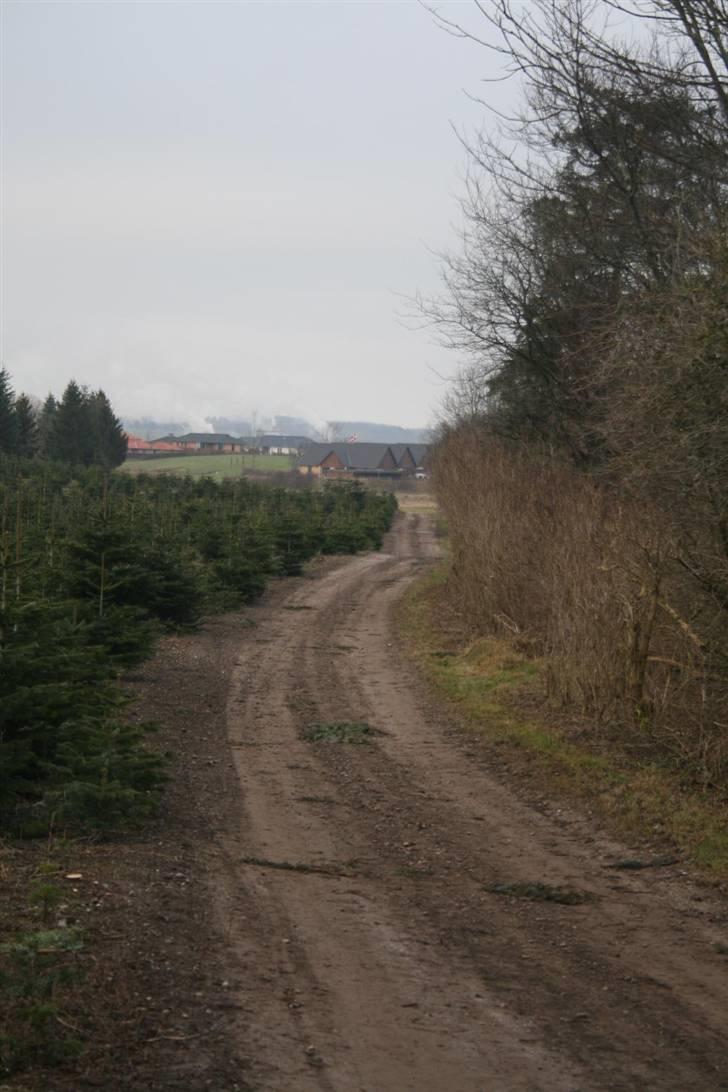 Nordjysk ridecenter & dens flotte Skov :P - Stien/grusvej tingen ned til produktion skolen :P billede 39