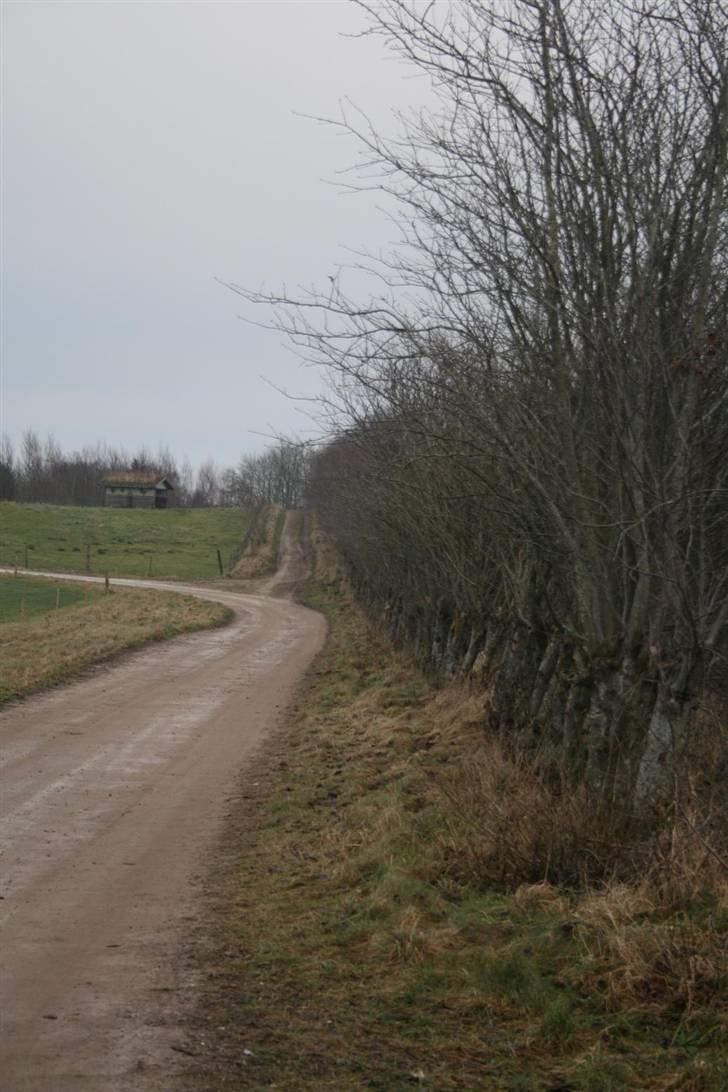 Nordjysk ridecenter & dens flotte Skov :P - Og så lige en lille bakke som fører op til produktion skolen og vidre hen til grusvejen over alle grusveje :P haha :D billede 40
