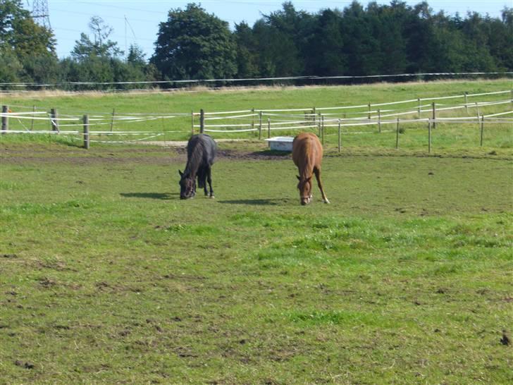 Lidt forskællige billeder af odin :D  - Tikko & Bali står heldt ens :D nice :D billede 2