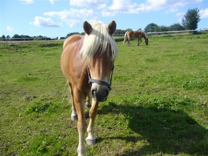 Lidt forskællige billeder af odin :D  - Haløj ! :D billede 3