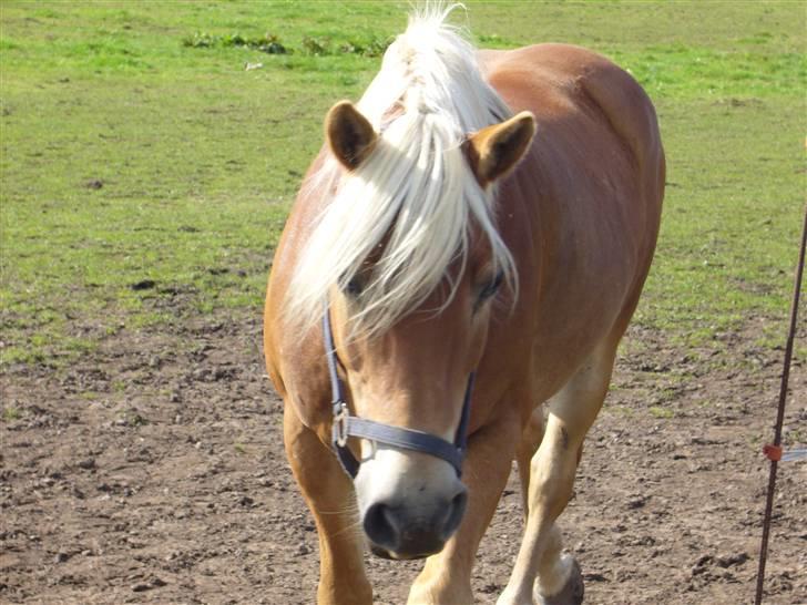 Lidt forskællige billeder af odin :D  - Okay så kommer jeg :D billede 7