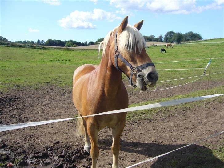 Lidt forskællige billeder af odin :D  - Mer græs ::DD billede 9