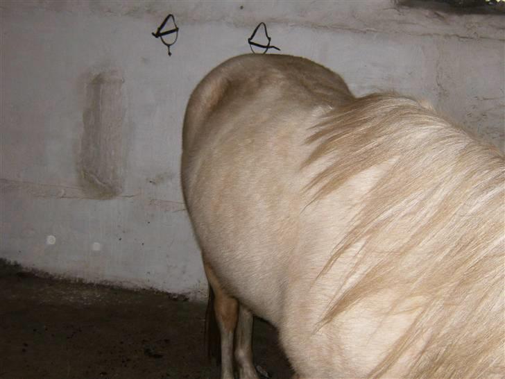 Nathalie´s tykke følle-bølle mavse ;) *NYE BILLEDER* billede 2